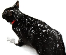 черная кошка на снегу